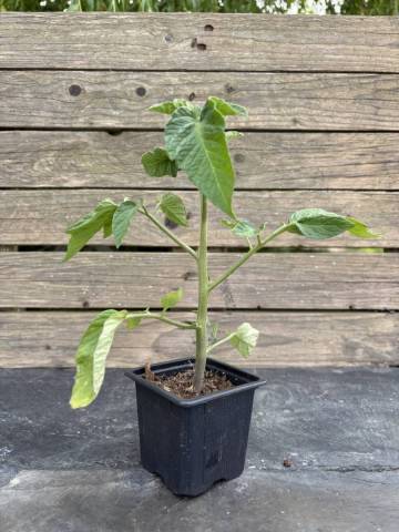 Tomate - Pr�coce de Quimper (Godet � l'unit�)