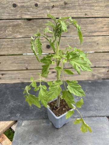 Tomate - Moskovitch (Godet � l'unit�)