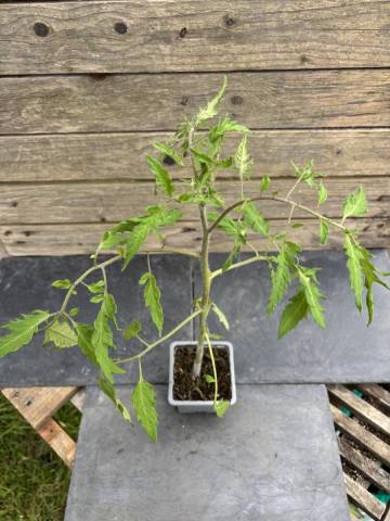 Tomate - C�ur de B�uf (Godet � l'unit�)