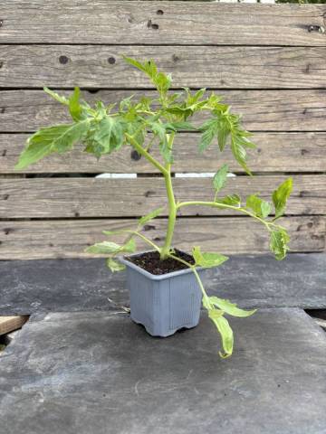 Tomate - Rose de Berne (Godet � l'unit�)