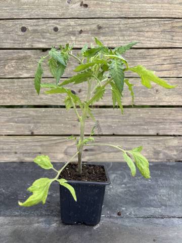 Tomate - Andines cornues roses (Godet � l'unit�)