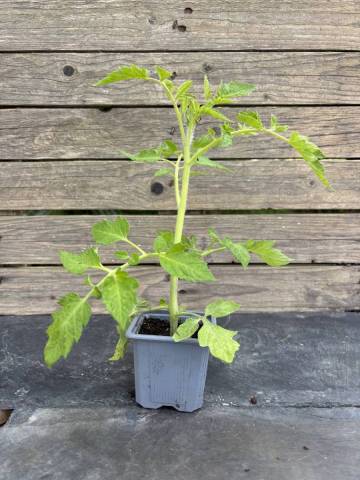 Tomate - Roma (Godet � l'unit�)