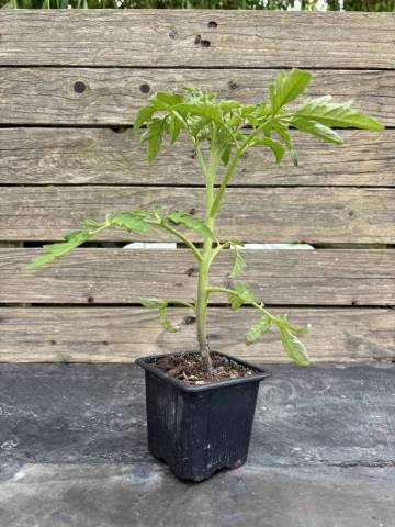 Tomate - Reines des H�tives (Godet � l'unit�)