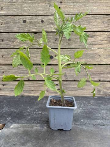 Tomate - Noire de Crim�e (Godet � l'unit�)