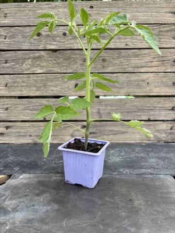 Tomate - Beefsteak (Godet � l'unit�)