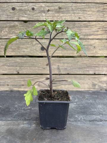 Tomate - Indigo blue beauty (Godet � l'unit�)