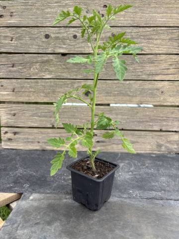 Tomate cerise - Gold nugget (Godet � l'unit�)