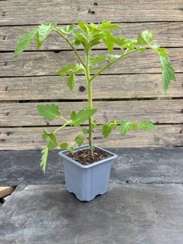 Tomate cerise - Cl�mentina (Godet � l'unit�)