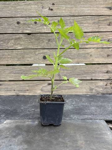 Tomate cerise - Black cherry (Godet � l'unit�)