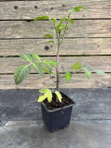 Tomate cerise - Blue berries (Godet � l'unit�)