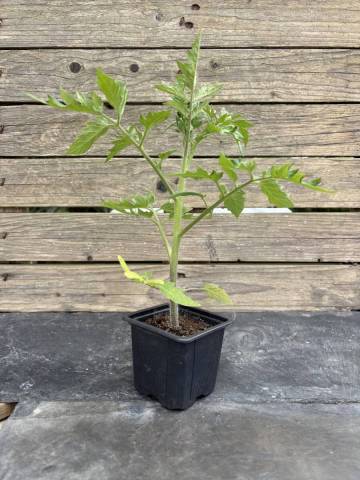 Tomate - Ananas (Godet � l