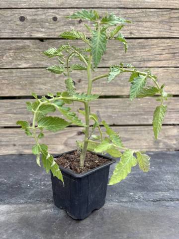 Tomate - Blush (Godet � l