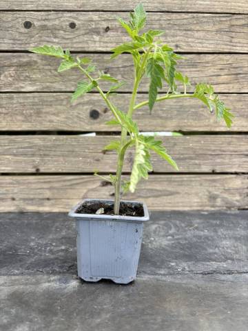 Tomate - Prune noire (Godet � l